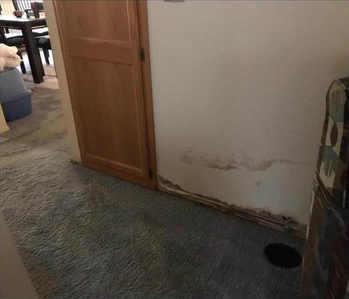 wet carpet, mold growth on wall